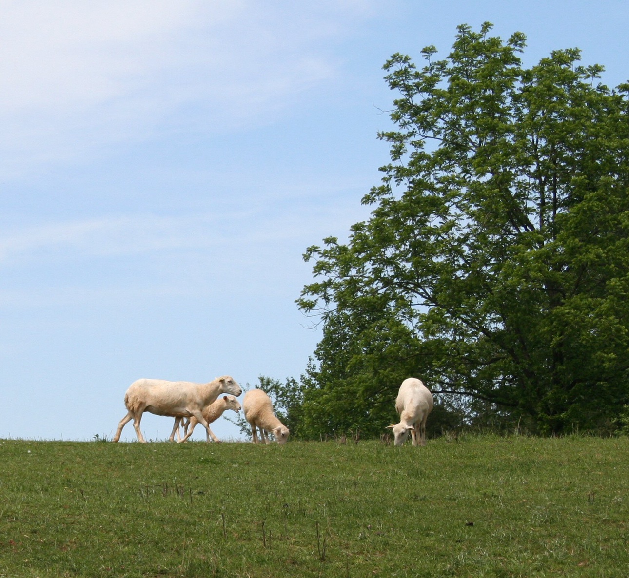 Sheep grazing on a green hill